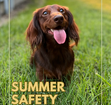 Summer Safety Tips: Keeping Your Pets Cool and Hydrated