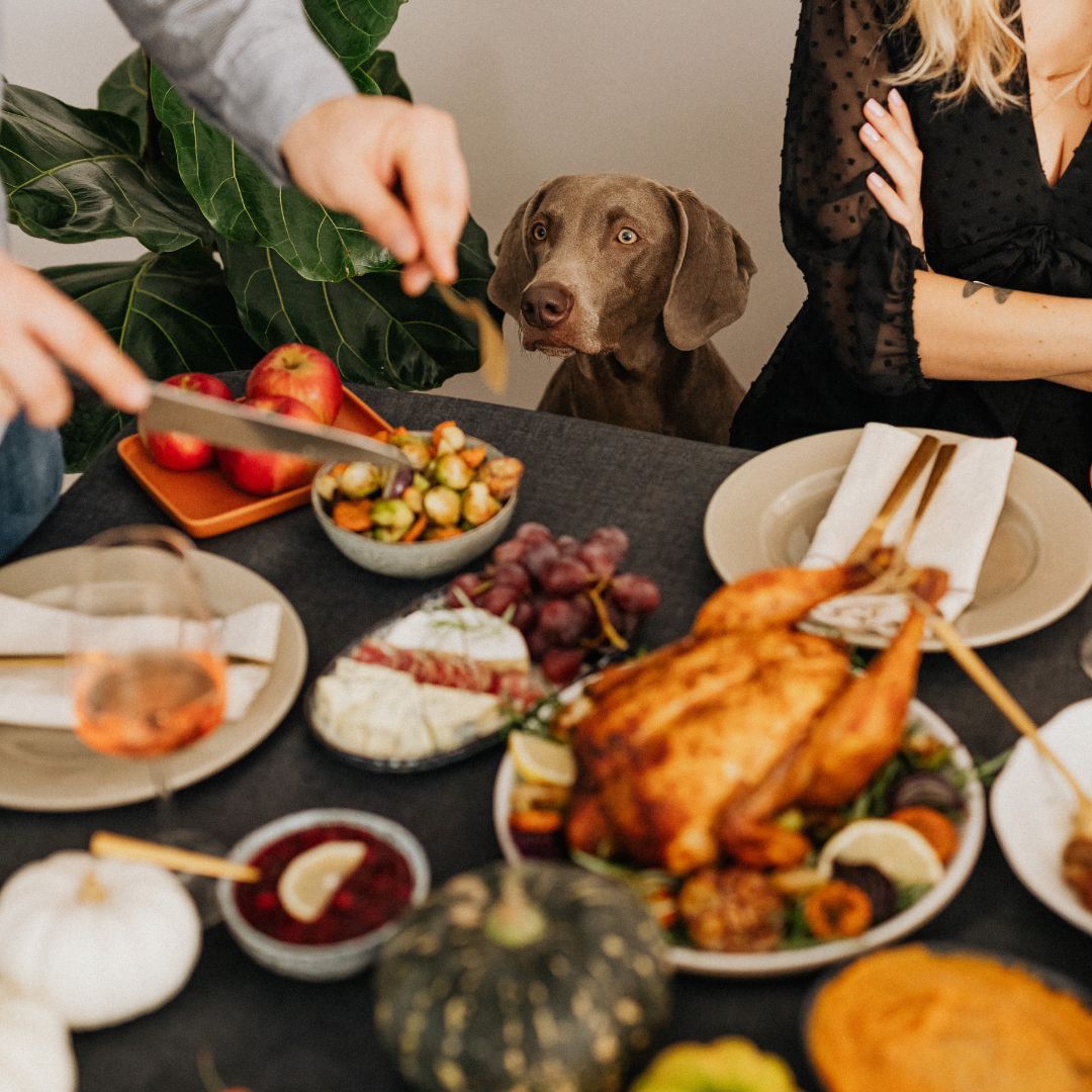 Holiday Meal Tips: Keeping Your Pets Safe Around the Dinner Table