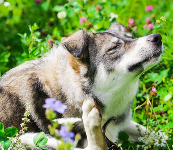 5 Products to Keep the Fleas and Ticks Away Naturally