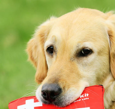 Pet First Aid 101: Must-Have Supplies and Basic Emergency Care