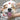 Pet Grooming Tips and Tricks: From Bath Time to Nail Trimming
