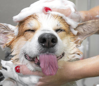 Pet Grooming Tips and Tricks: From Bath Time to Nail Trimming
