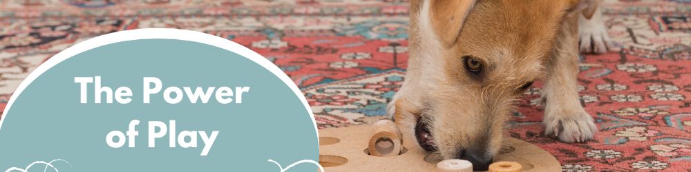 The Power of Play: Fun and Interactive Toys for Your Dog
