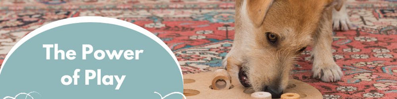 The Power of Play: Fun and Interactive Toys for Your Dog
