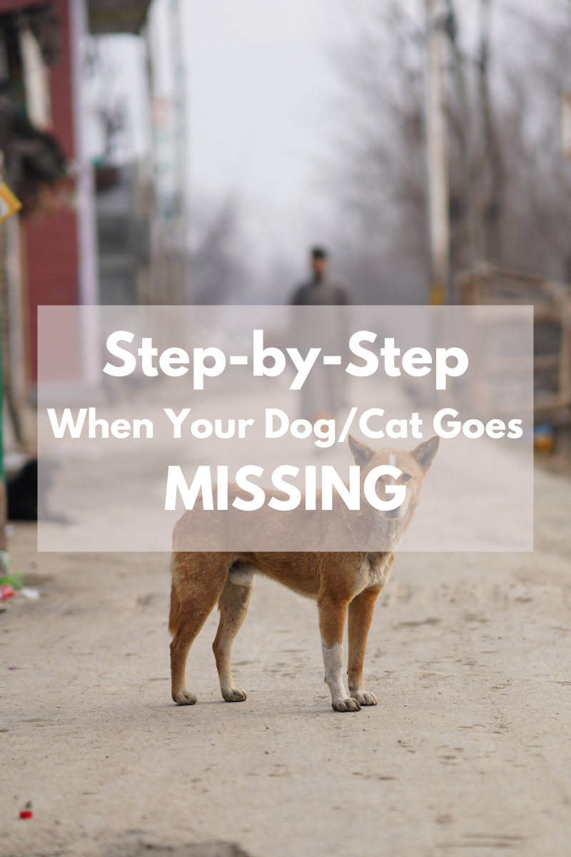 What to Do If Your Dog/Cat Goes Missing: A Step-by-Step Guide