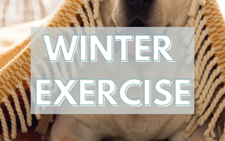 Winter Exercise: Fun Indoor Activities for Your Dog