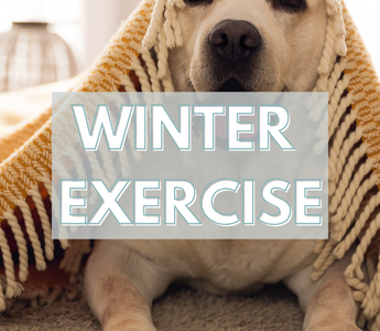 Winter Exercise: Fun Indoor Activities for Your Dog