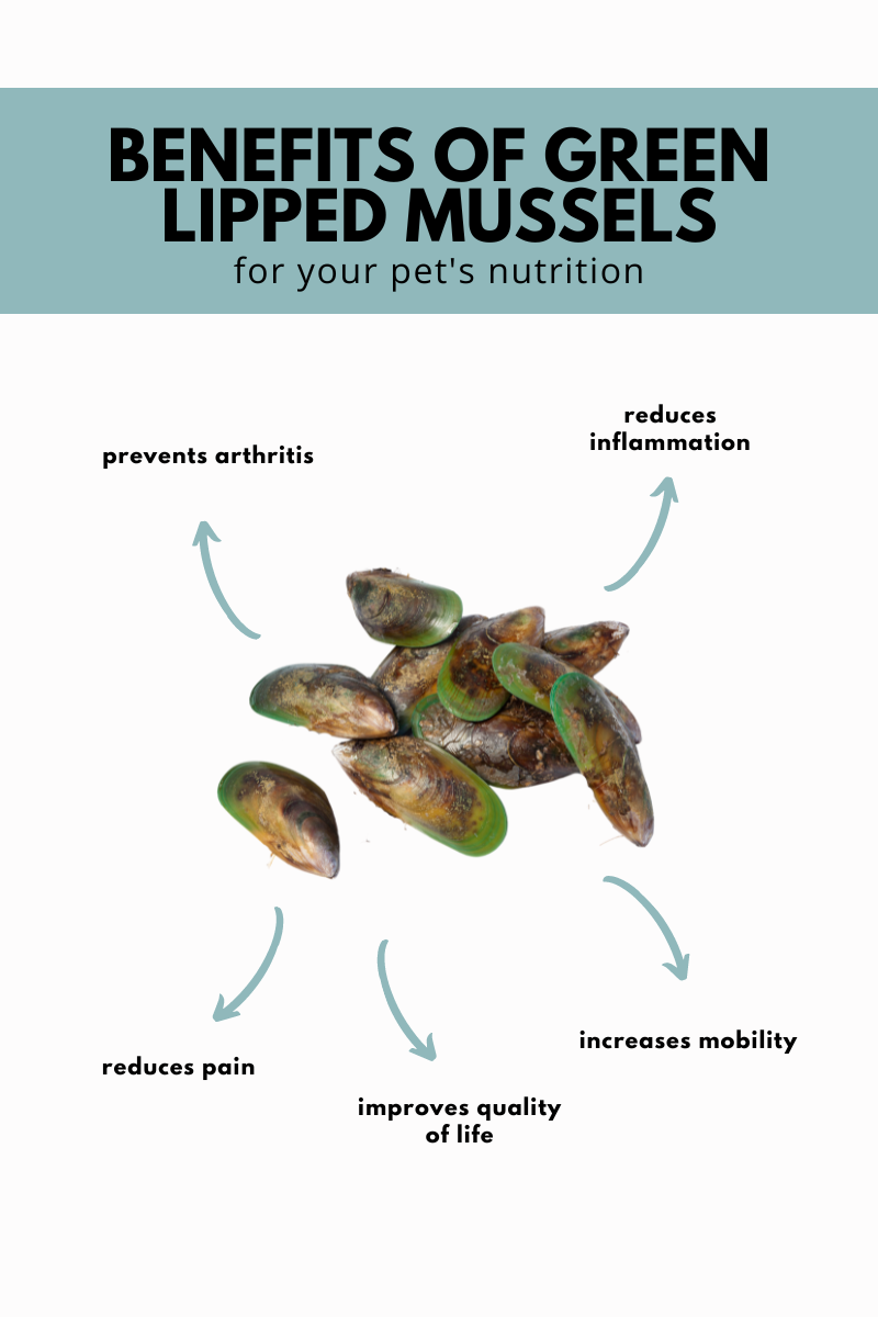 Green Lipped Mussels:  The Wonders of Mussels