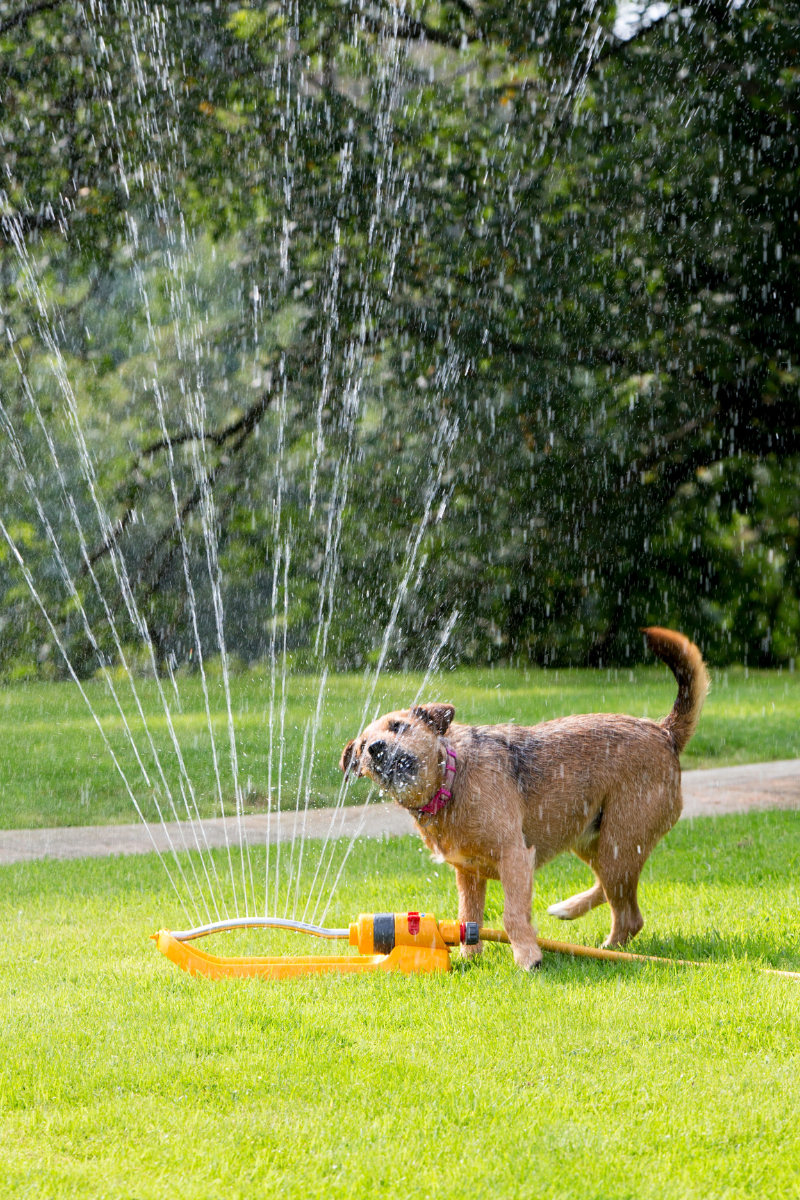 Fun Outdoor Activities to Enjoy with Your Dog This Summer