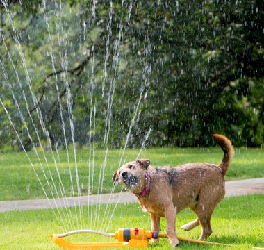 Fun Outdoor Activities to Enjoy with Your Dog This Summer