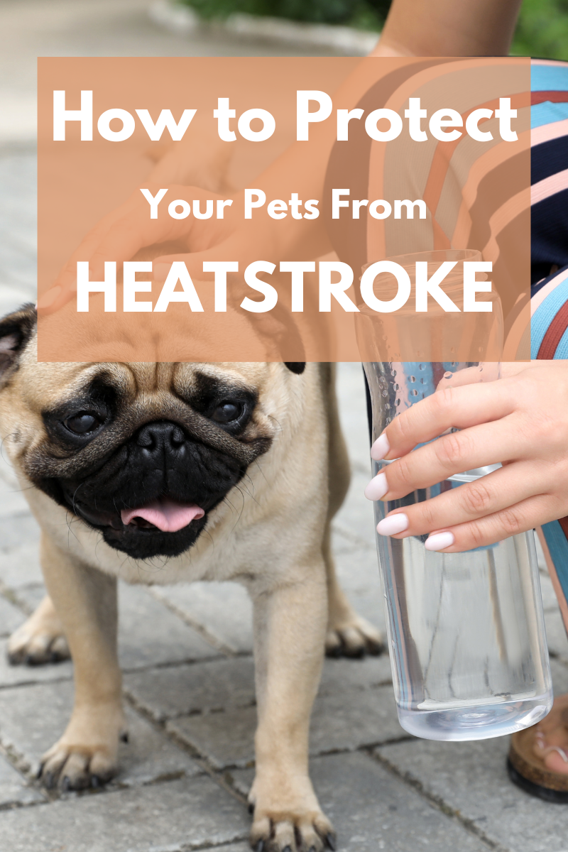 How to Protect Your Pets from Heatstroke During Summer Walks