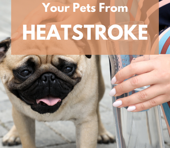 How to Protect Your Pets from Heatstroke During Summer Walks