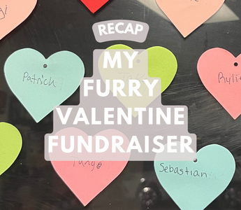 Pawsome Success: My Furry Valentine Fundraiser Recap!