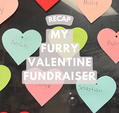 Pawsome Success: My Furry Valentine Fundraiser Recap!