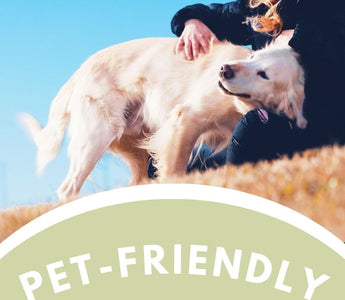 Pet-Friendly Destinations for a Dog's Day Out