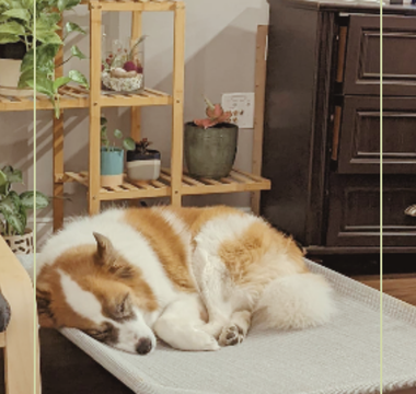 Creating a Pet-Friendly Home: Tips for a Safe and Happy Environment