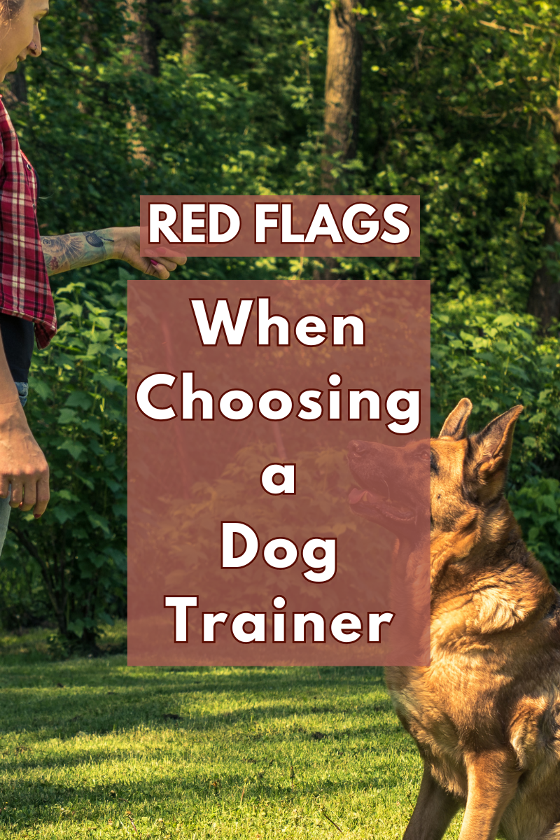 Red Flags to Watch Out for When Choosing a Dog Trainer