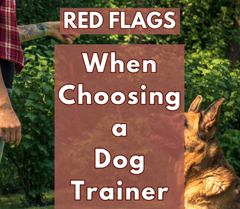 Red Flags to Watch Out for When Choosing a Dog Trainer