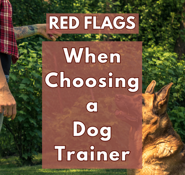 Red Flags to Watch Out for When Choosing a Dog Trainer