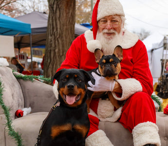Paw-liday Magic: A Santa Paws Recap of Wagging Tails and Giving Hearts