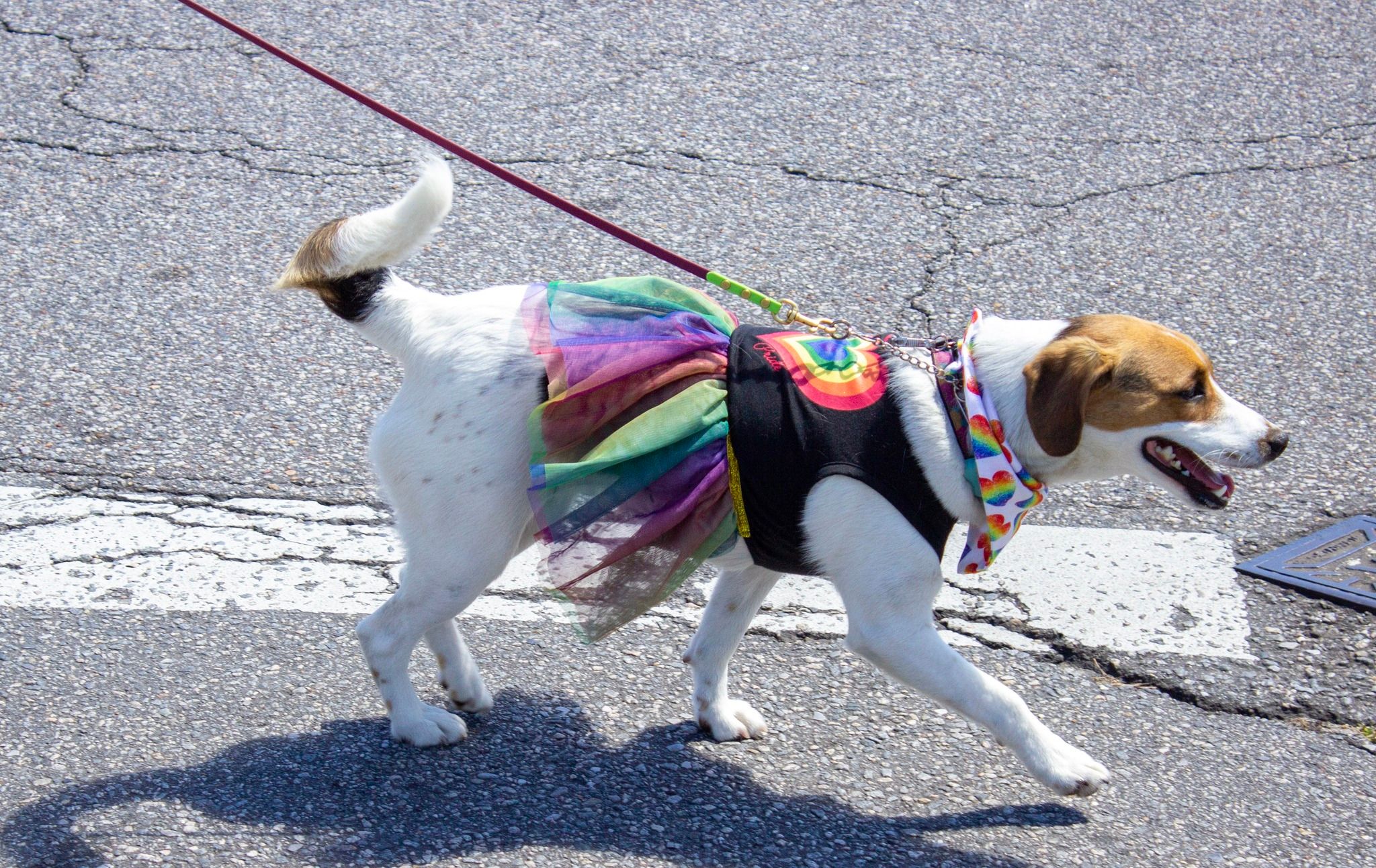 1st Annual Pride Pet Parade