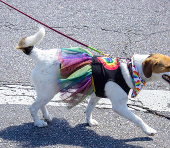 1st Annual Pride Pet Parade