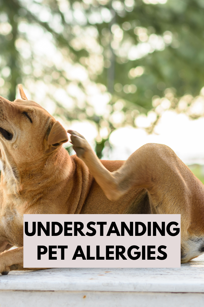 Understanding Pet Allergies: Causes, Symptoms, and Solutions